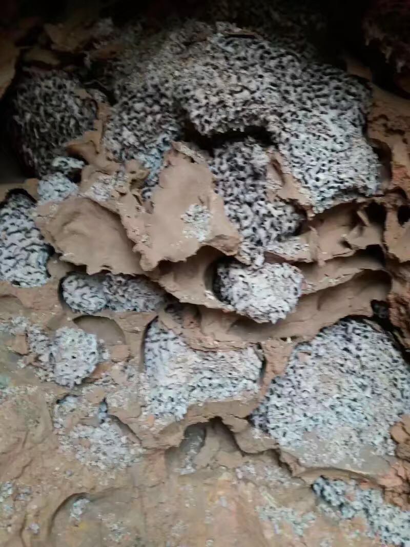 白蟻防治現(xiàn)場