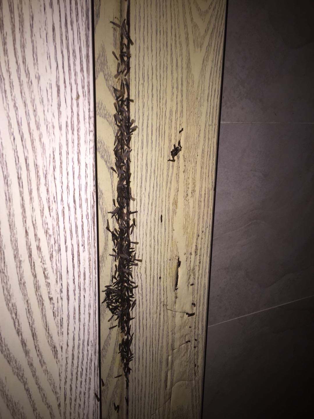 白蟻防治現(xiàn)場